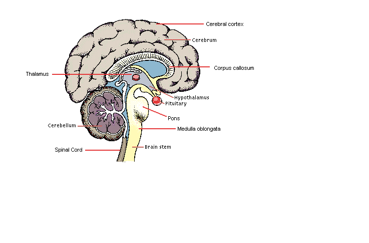 brain1.gif