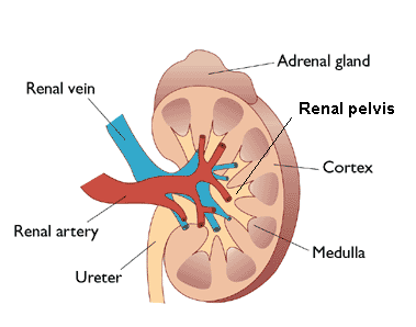 diagram-of-kidney.gif
