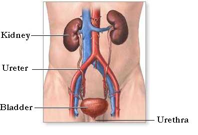 kidney1.jpg