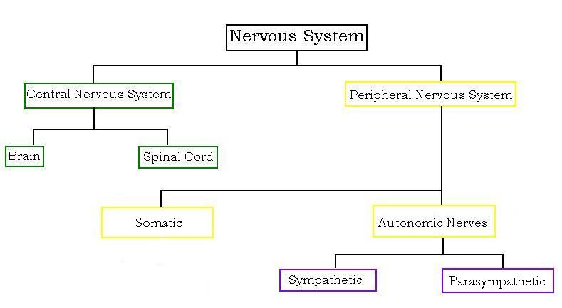 nervous_system3.jpg