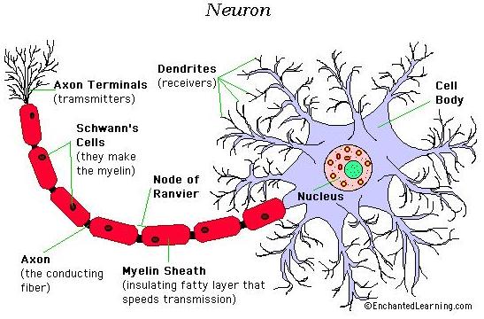 neuron1.jpg