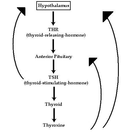 thyroid.jpg